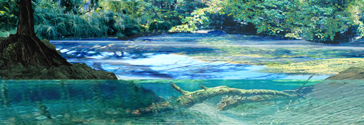 Habitat der Grottenlorchel