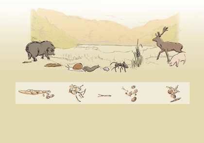 Kleiner Leberegel, Zyklusdarstellung