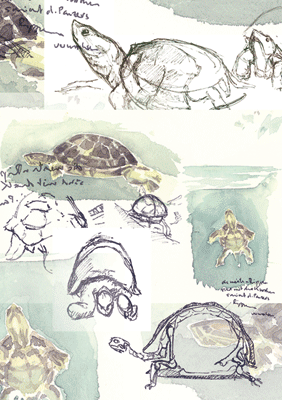 Schildkrötenstudie